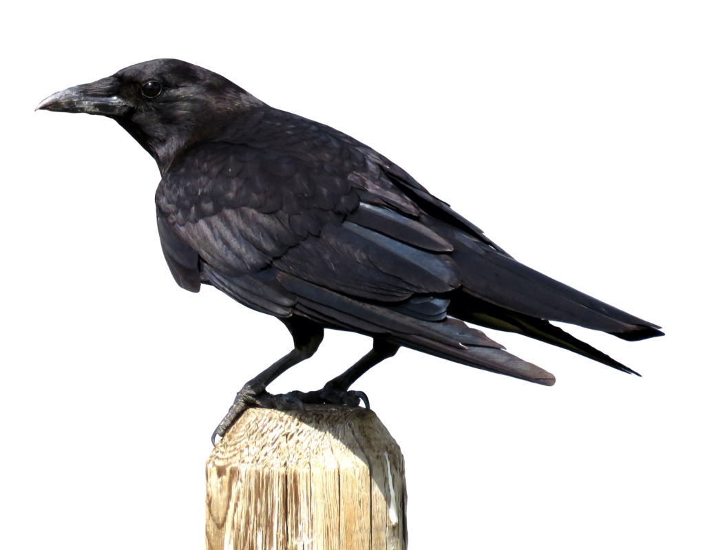 Black Crow Perched on Post: Striking Wallpaper with Dramatic Background