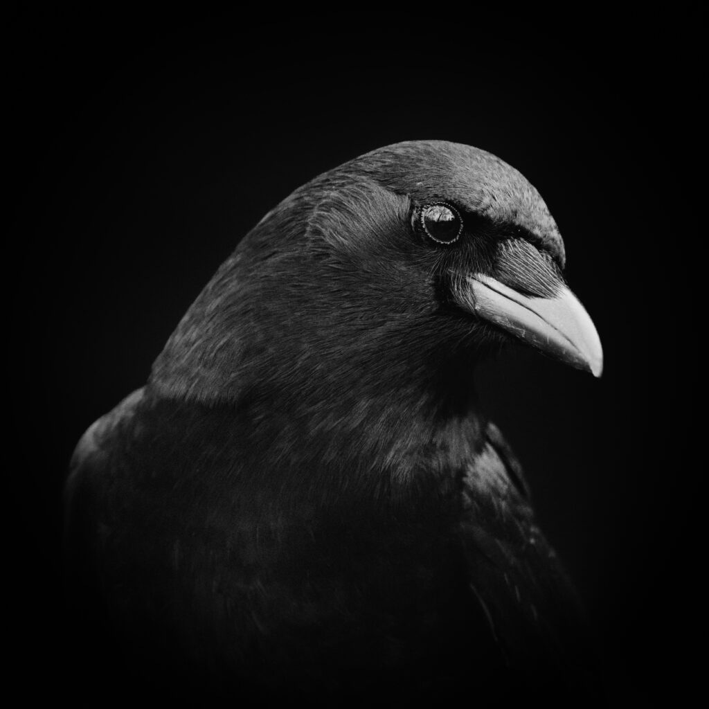 Intriguing Black Crow Wallpaper: Striking Details on Dark Background