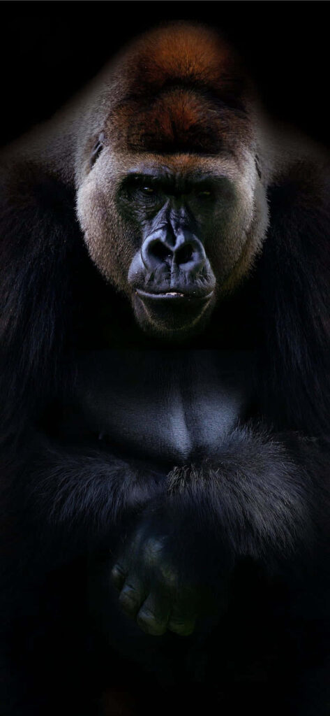 Bold Black Gorilla Wallpaper: Dramatic Image on Dark Background