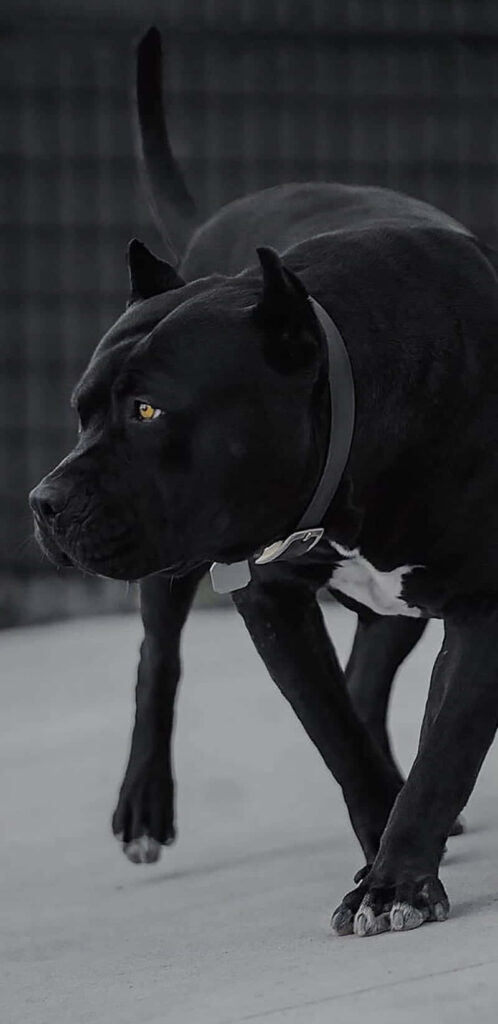 Striking Black Pitbull Wallpaper: Bold Art for Dog Lovers