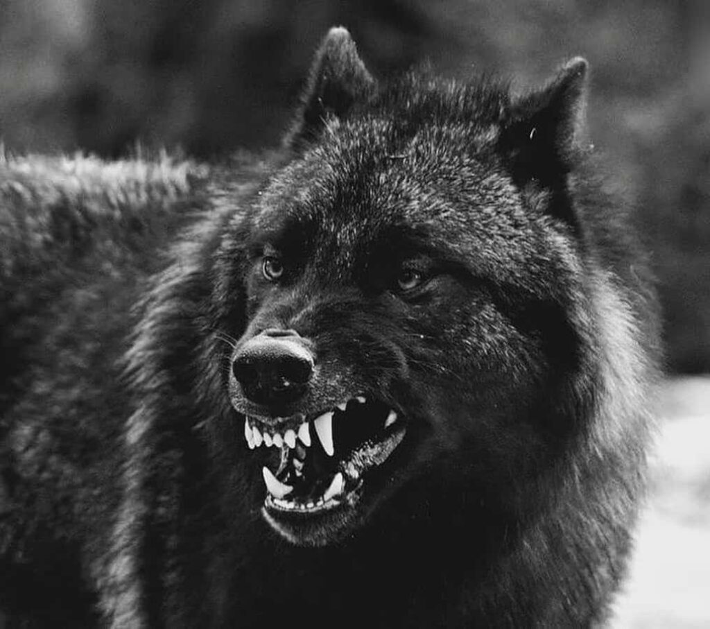 Intense Black Wolf in Monochrome - Captivating Power & Energy Wallpaper