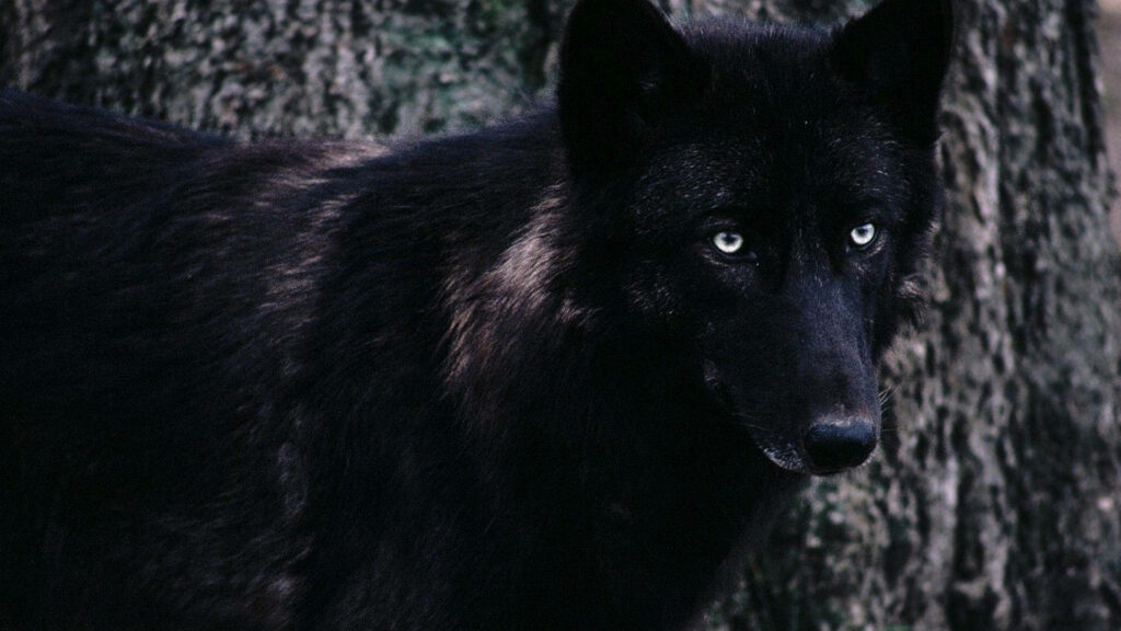 Striking Black Wolf Wallpaper: Mysterious Nature Background