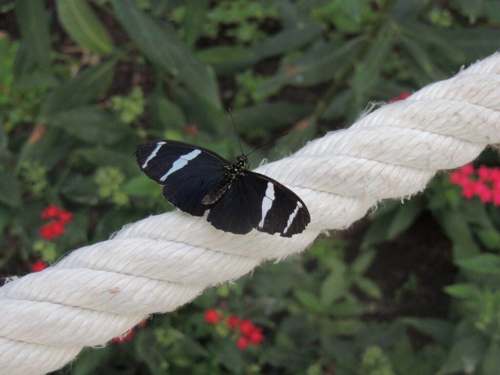 Striking Black and White Butterfly on Twisted Rope with Green Leaves Wallpaper