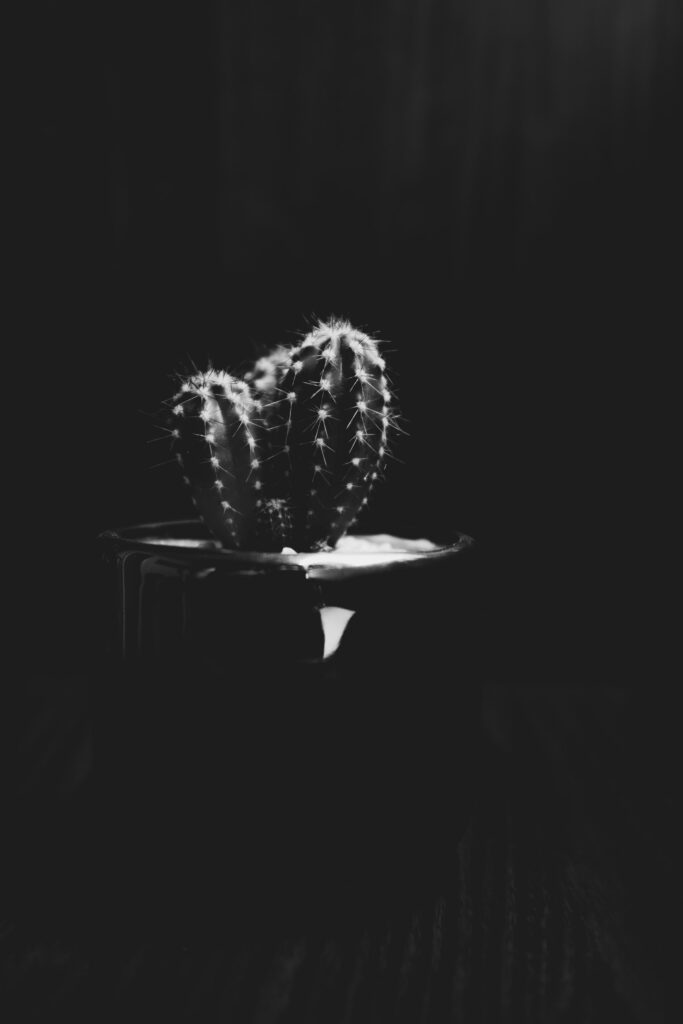 Striking Black and White Cactus Wallpaper with Dramatic Texture
