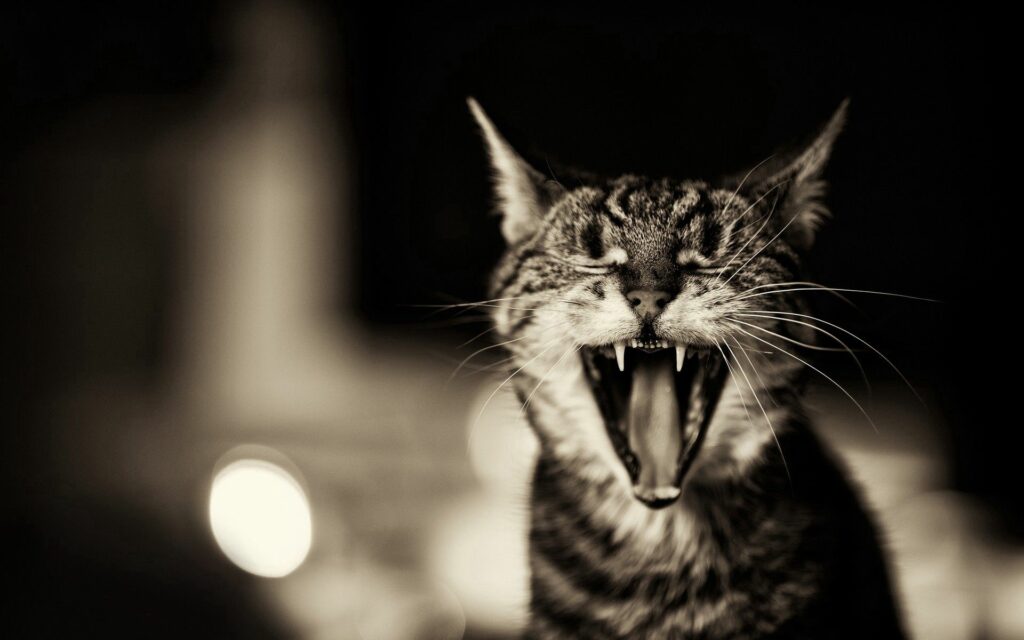 Stunning Black & White Cat Yawning Wallpaper - Dramatic Background Art