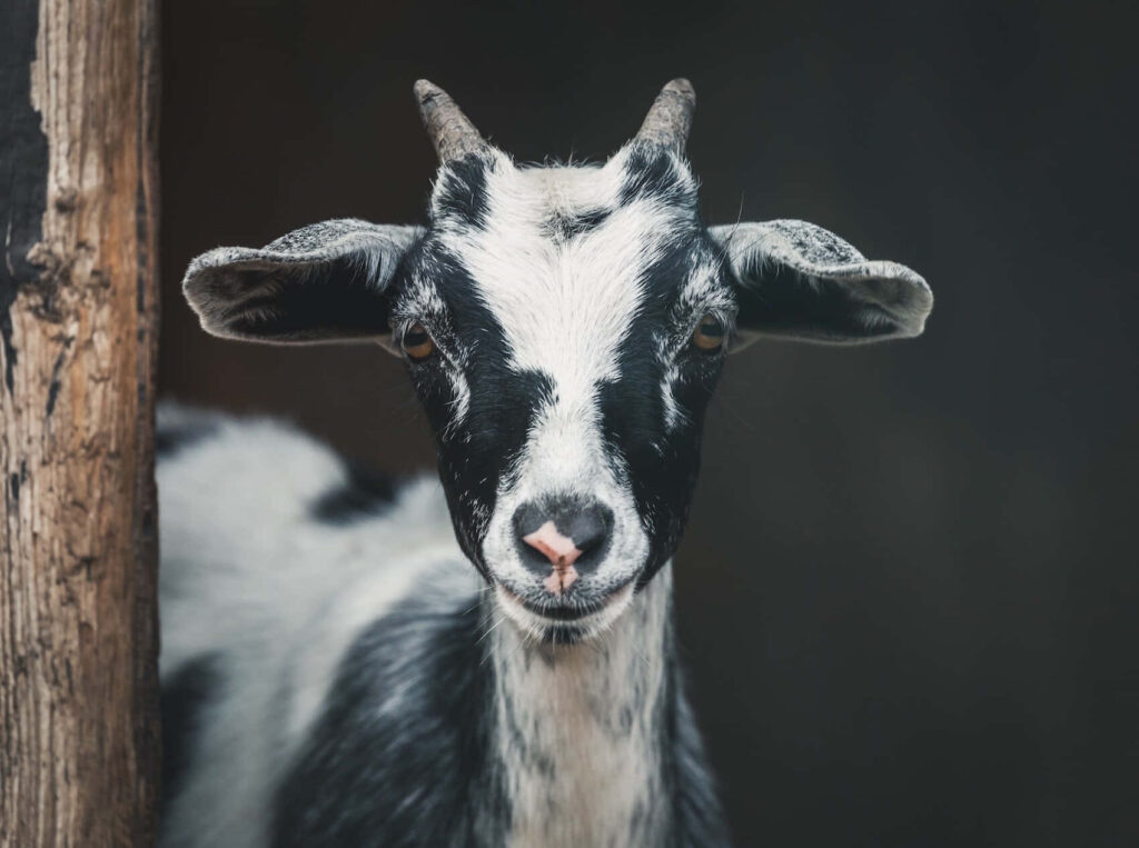 Stunning Black and White Goat Photograph with Serene Background Wallpaper