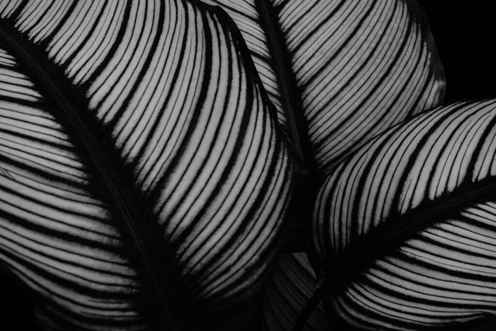 Bold Black and White Leaf Macro Wallpaper - Intricate Patterns
