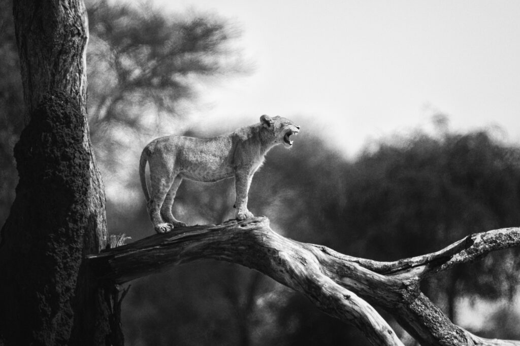 Striking Black and White Wallpaper: Confident Lion Cub on Tree Branch