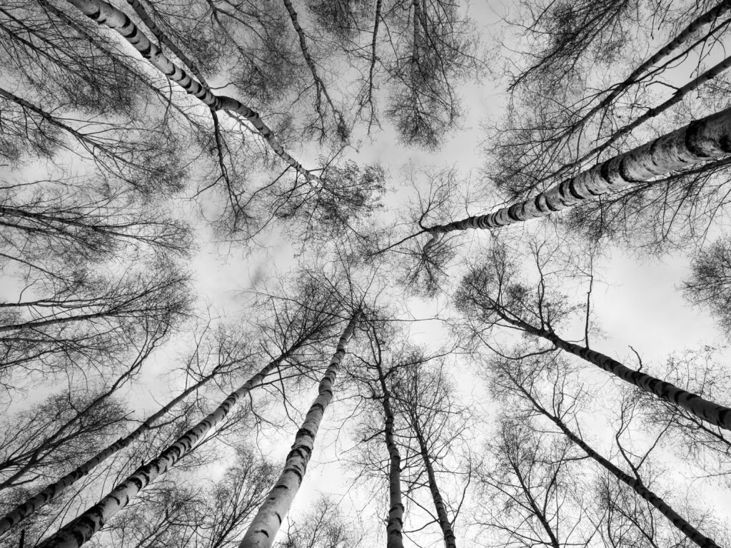 Striking Black and White Wallpaper of Tall Bare Trees from Below