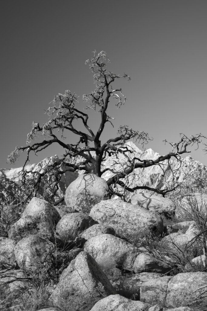 Twisted Tree Wallpaper: Black & White Mountainous Background Design