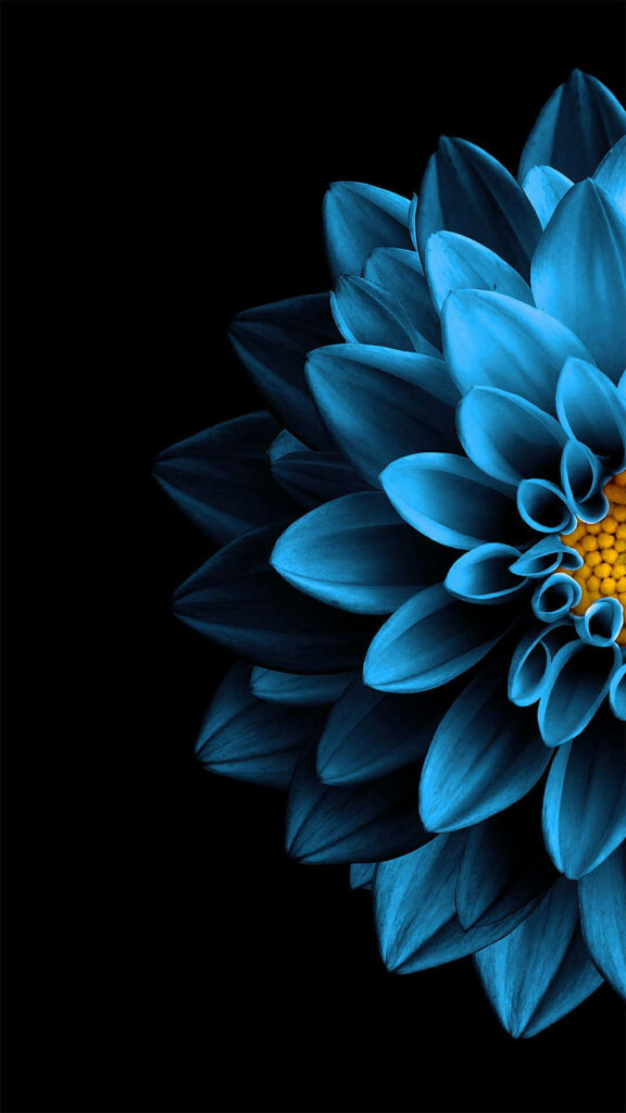 Striking Blue Dahlia Wallpaper on Black Background: Vibrant Floral Art