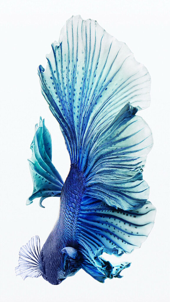 Stunning Blue Betta Fish Wallpaper: Elegant & Vibrant Design