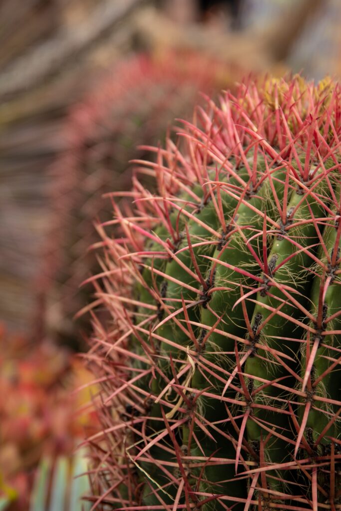 Striking Cactus Macro: Red Spines & Green Texture Wallpaper Background