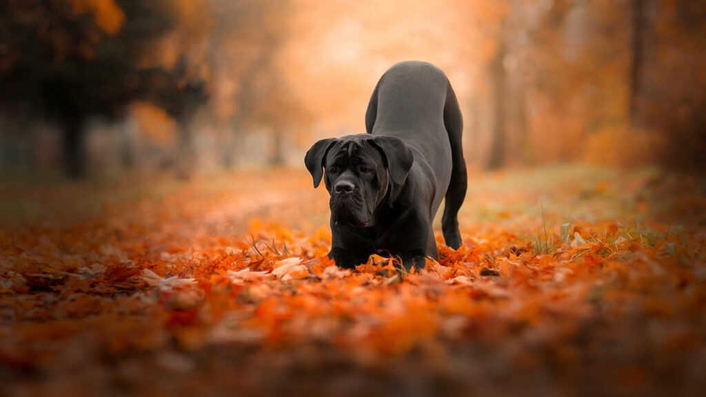 Alert Cane Corso dog stands on vibrant autumn leaves with warm orange and golden fall background Wallpaper