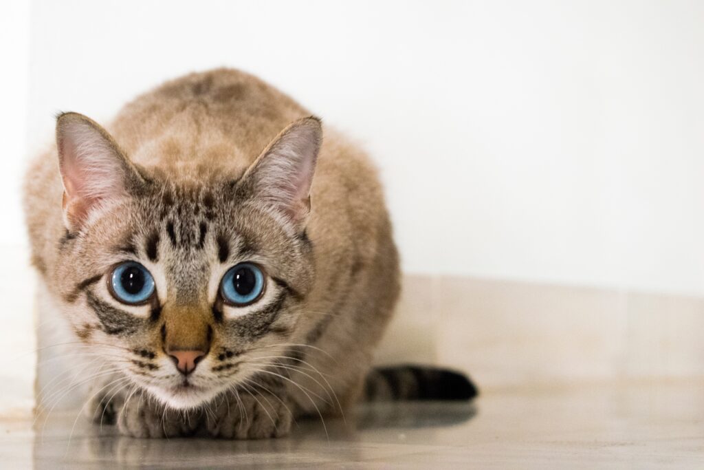 Striking Blue-Eyed Cat Wallpaper: Serene Feline Background