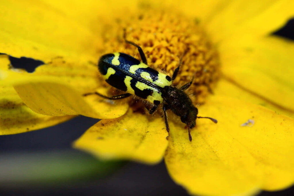 Close-up of black and yellow checkered beetle on bright yellow flower petals and pollen macro Wallpaper
