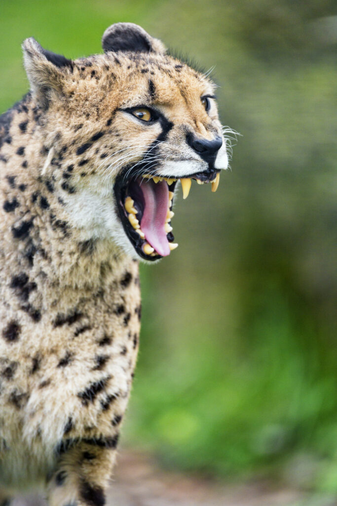 Stunning Cheetah Wallpaper: Fierce Fangs & Striking Spots