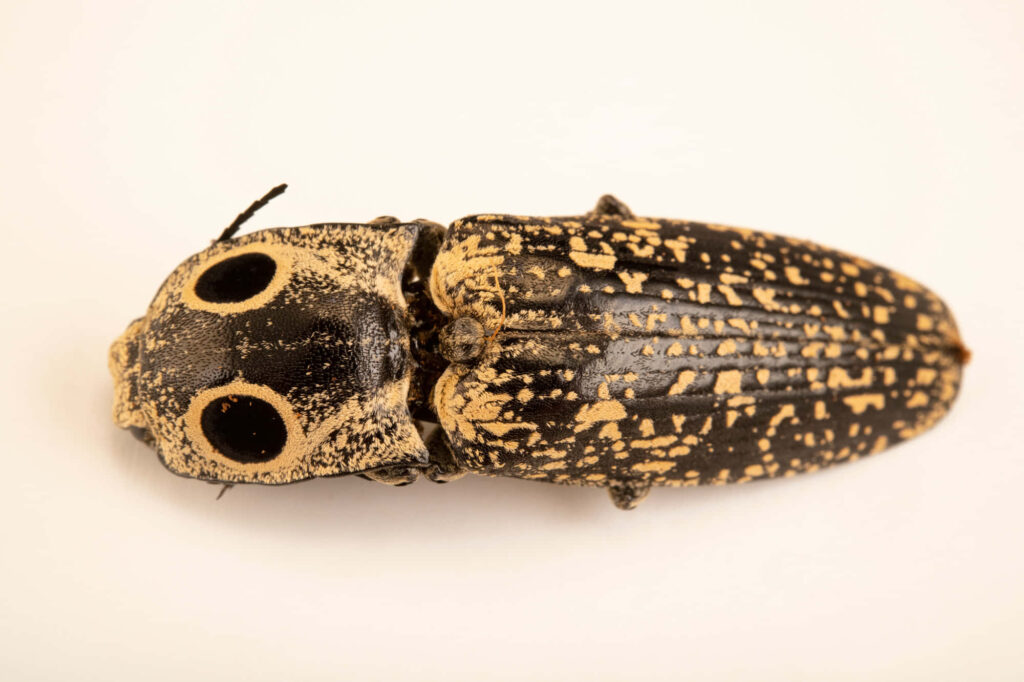 Close-up of Eyed Elateridae click beetle with black yellow eye spots on clean light background Wallpaper
