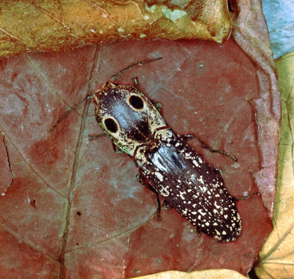 Click beetle with white spots and false eyes on textured brown leaf detailed macro photo wallpaper