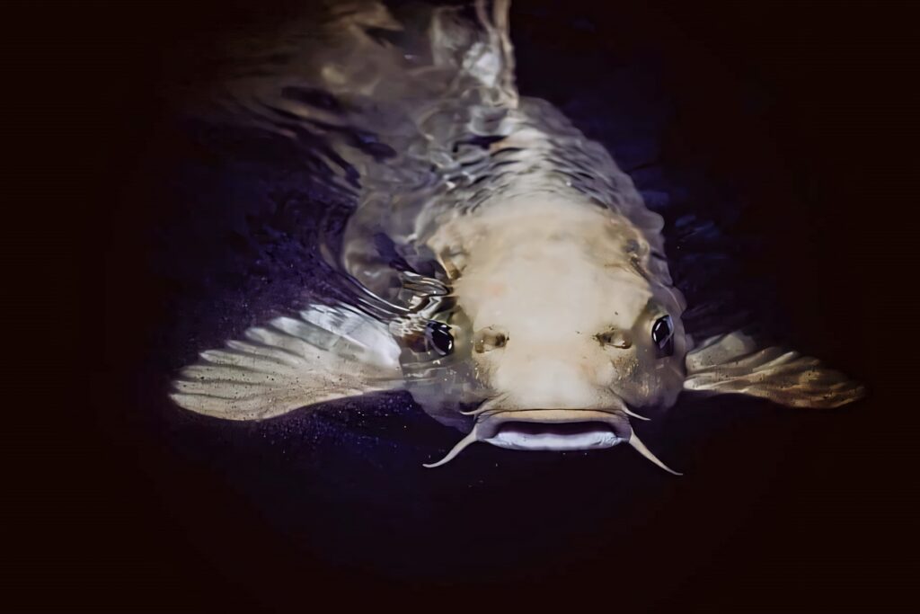 Close-up of a channel catfish with smooth skin and wide fins on dark underwater wallpaper background