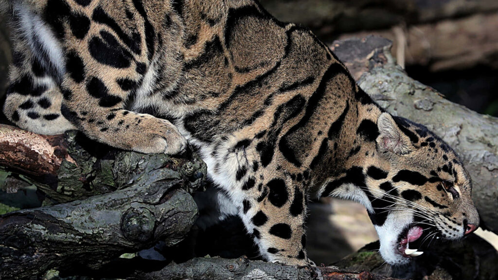 Clouded leopard prowling rugged tree branch with distinctive cloud-shaped spots in sunlight Wallpaper