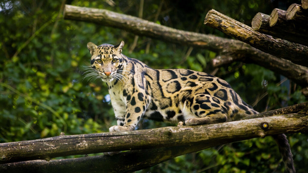 Clouded leopard on tree branch with spotted fur in dense green jungle showing wild elegance Wallpaper