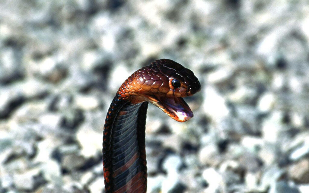 Cobra Wallpaper: Bold Black & Red Snake on Textured Stone Background