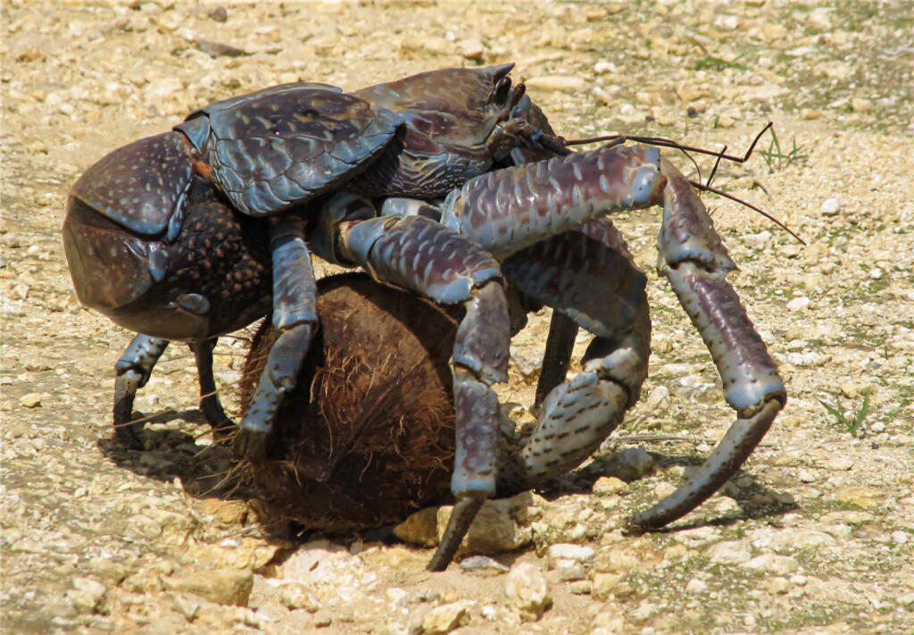 Large blue coconut crab gripping coconut on sunlit sandy ground detailed textured shell wallpaper