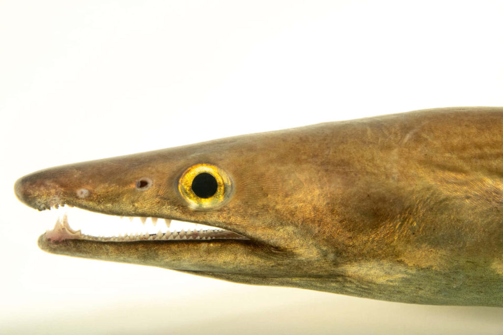 Close-up of a Conger eel head with sharp teeth yellow eye smooth brown skin underwater wallpaper