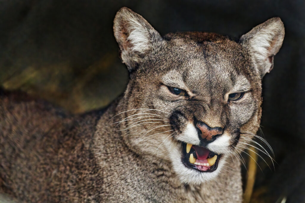 Majestic Cougar Wallpaper: Fierce Expression & Sharp Fangs Background