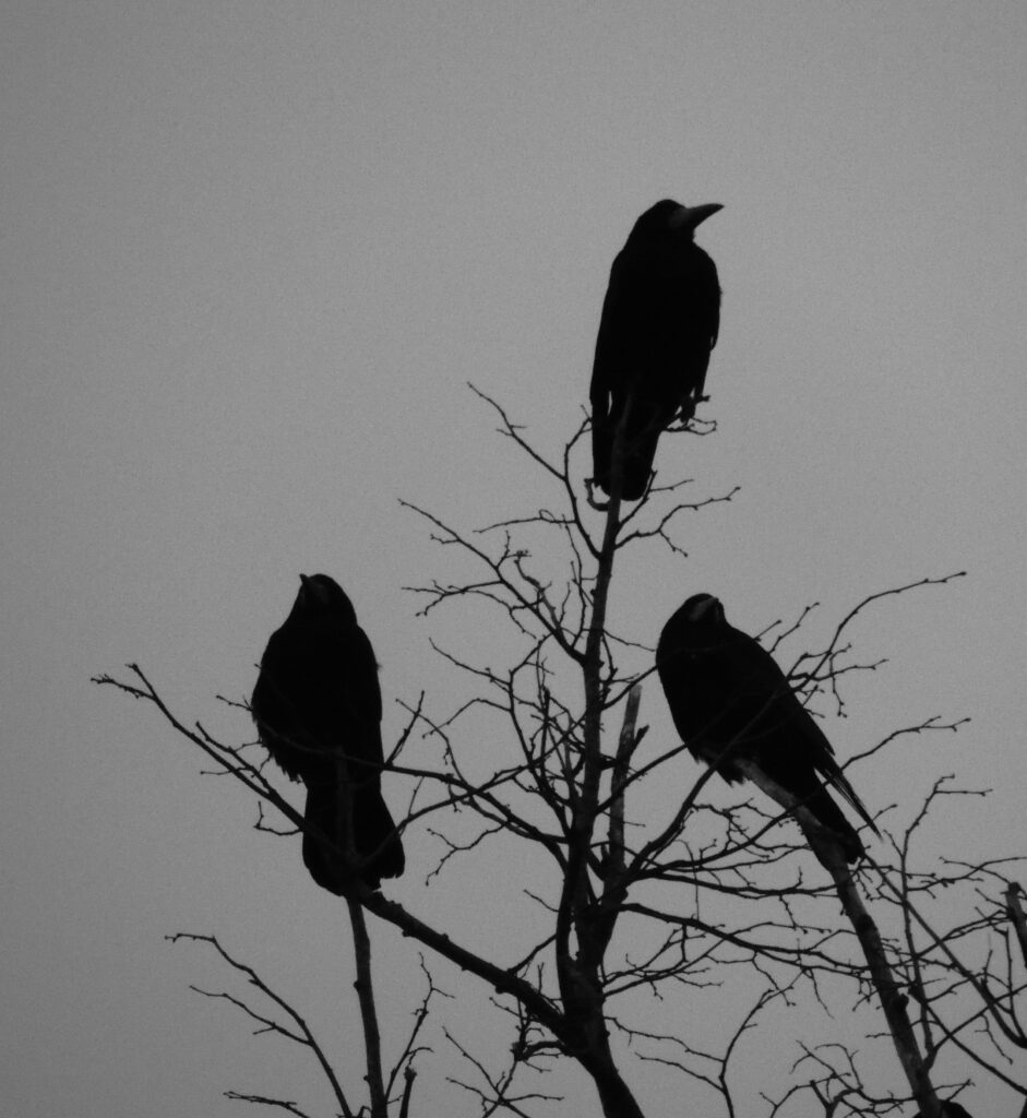 Silhouetted Crows on Bare Branches - Mysterious Wallpaper Background