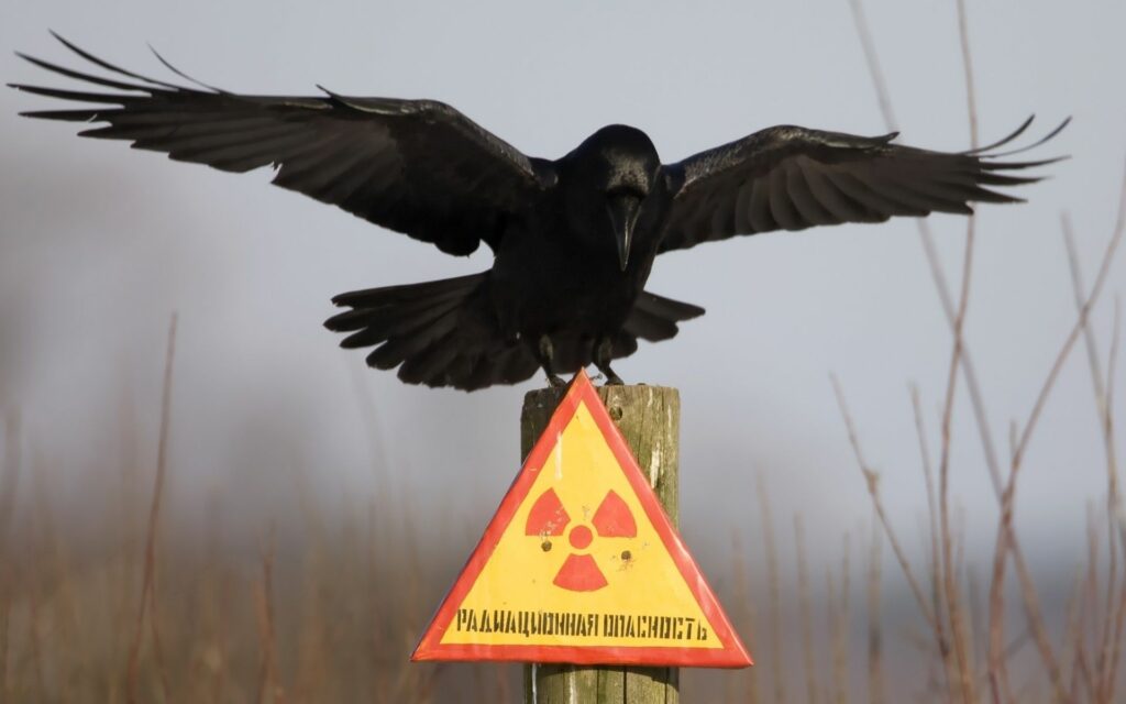 Striking Crow on Radioactive Sign - 1920x1200 Wallpaper