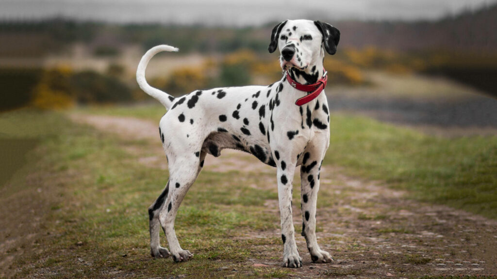 Dalmatian dog with black spots and red collar stands alert on blurred countryside path wallpaper