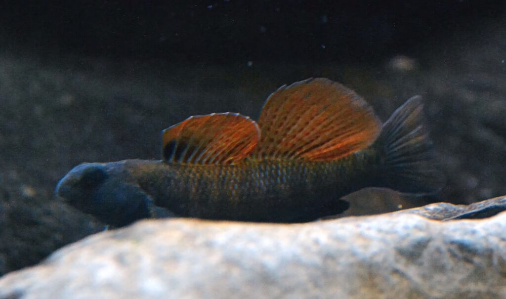 Darter fish gliding near river rocks with vibrant orange fins in tranquil underwater scene wallpaper