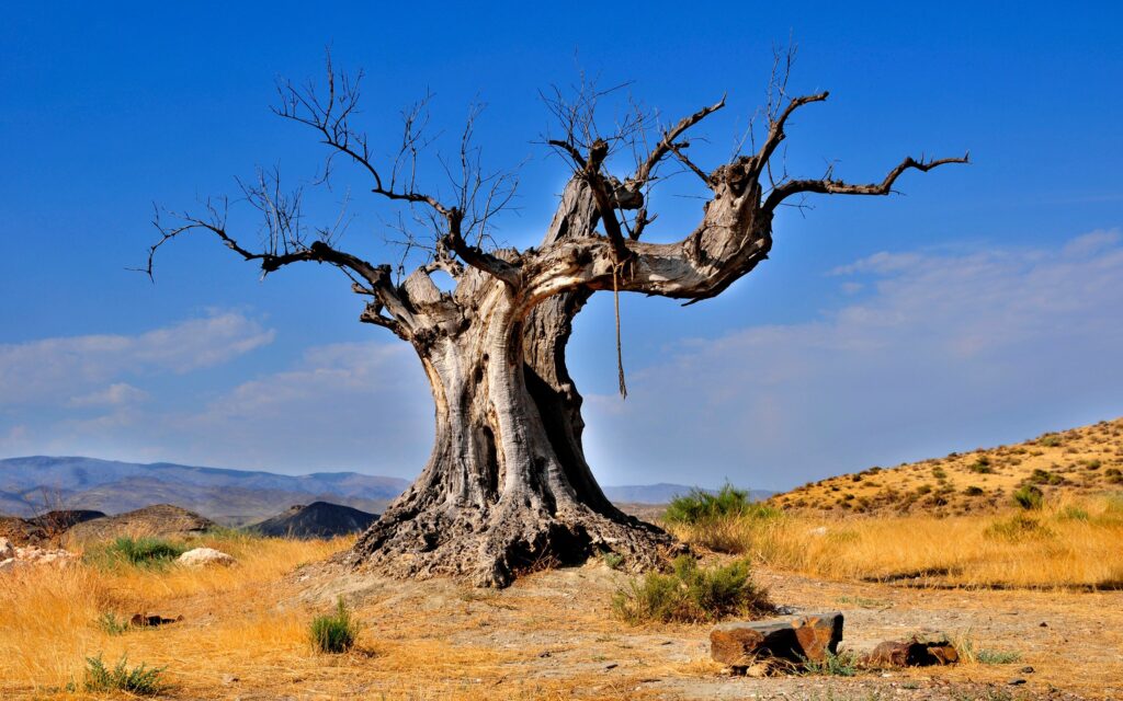 Gnarled dead tree in sunlit desert with sparse plants and distant mountains under blue sky wallpaper