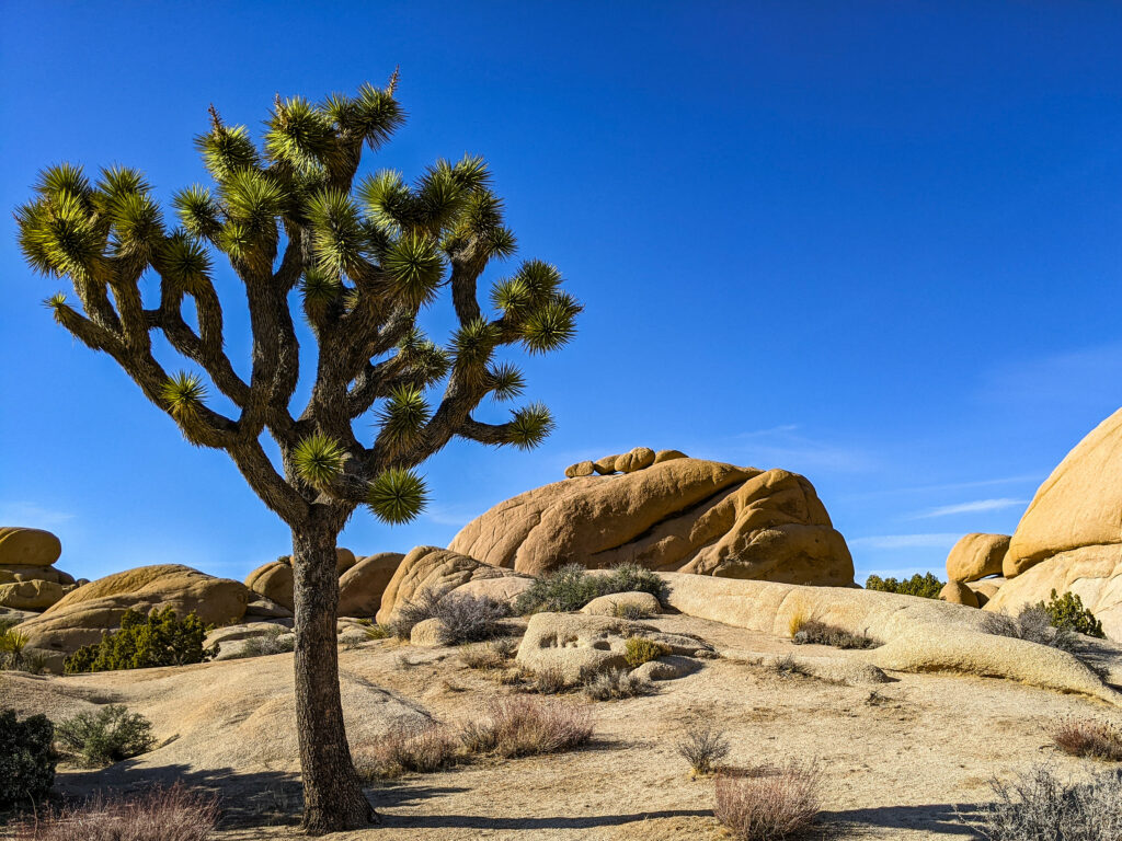 Desert landscape wallpaper with tall spiky cactus rocks vivid blue sky natural earthy tones