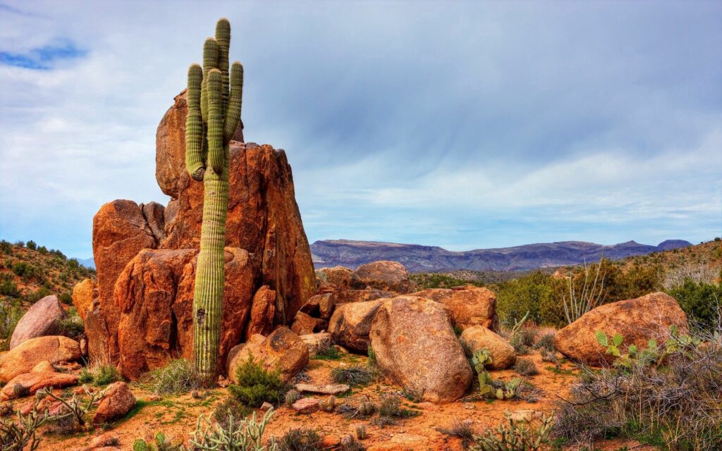 Desert landscape wallpaper with red rocks towering cactus distant mountains and blue sky