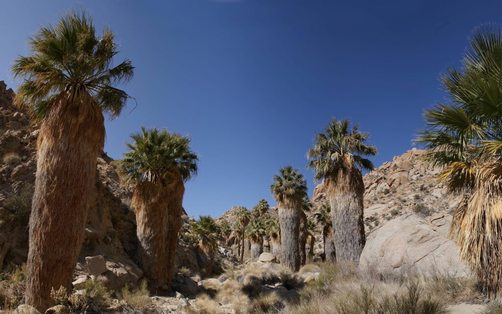Desert landscape with tall palm trees rugged mountains rocky cliffs and vivid blue sky wallpaper