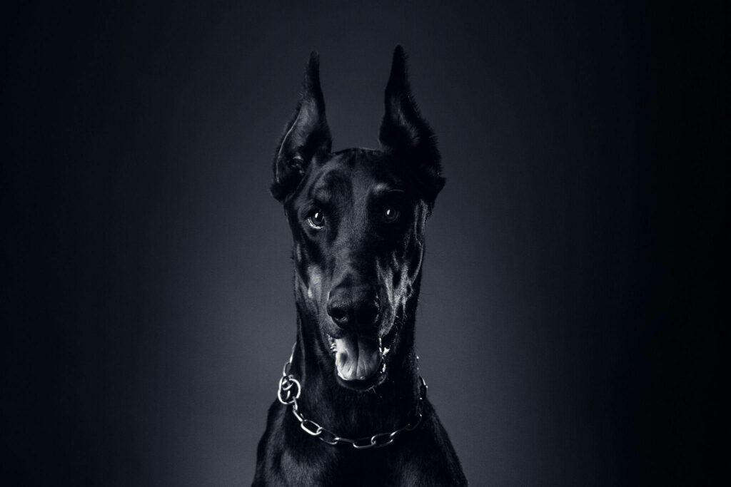 Dobermann dog with sleek black coat and alert ears in dramatic lighting on a dark background Wallpaper