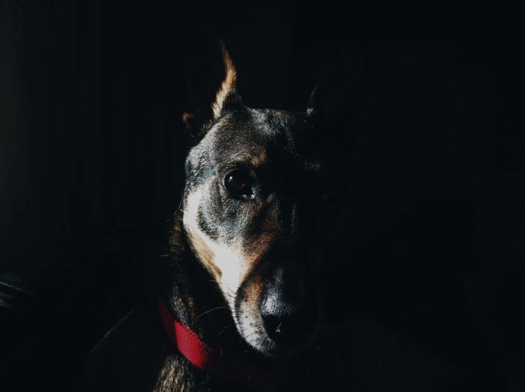 Dobermann with sleek fur and alert gaze highlighted by dramatic light on dark background wallpaper