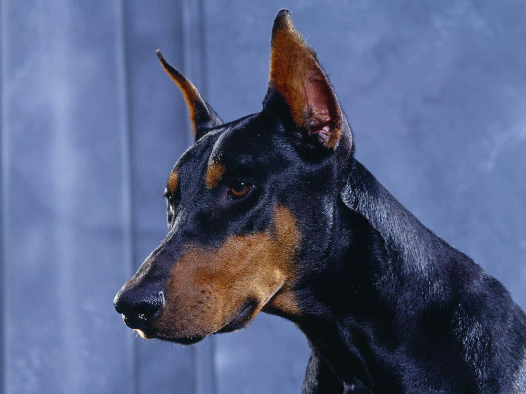 Dobermann with sleek black tan coat and alert expression on blue gray background high resolution Wallpaper