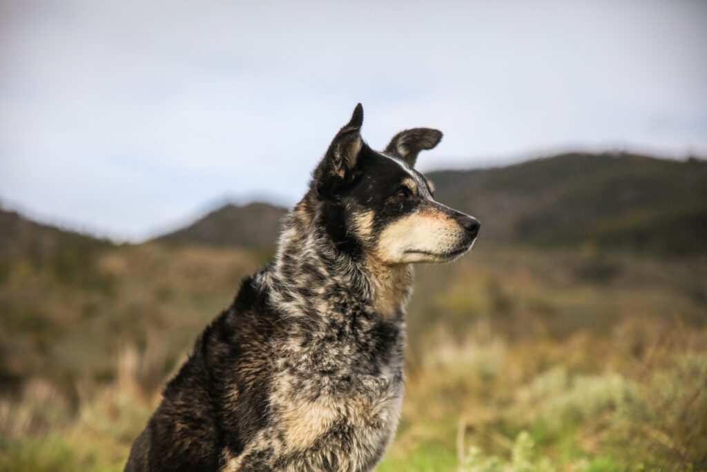 Striking Dog Portrait with Muzzle & Bright Eyes in Nature Background Wallpaper