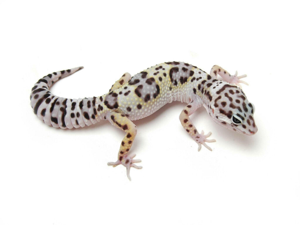 Dotted Brown Leopard Gecko Wallpaper: Unique Patterns on White Background