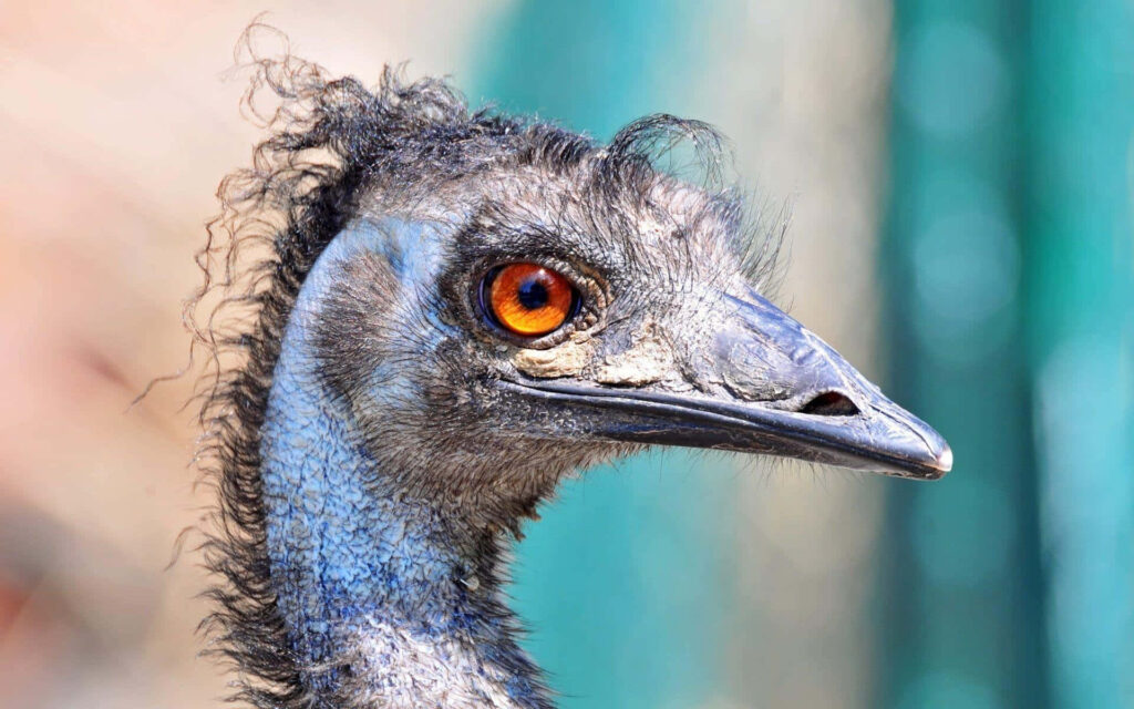 Close-up portrait of an emu with bright orange eye textured feathers and blue-tinged skin wallpaper