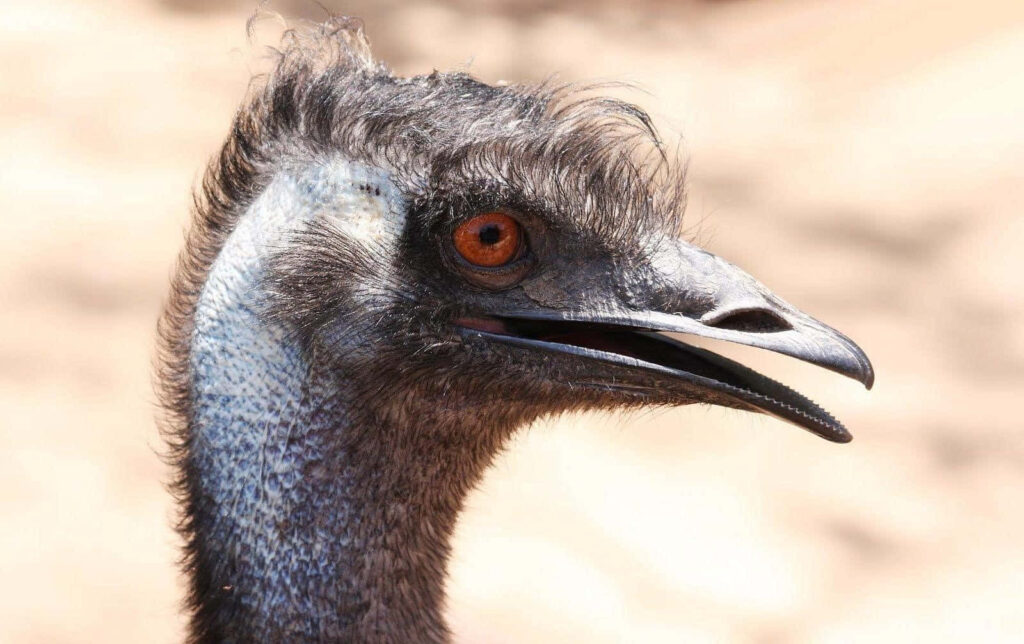 Close-up emu portrait showing striking orange eye coarse dark feathers and blue-grey skin texture Wallpaper