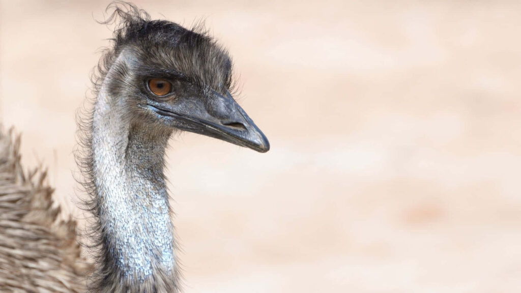 Close-up of an emu with amber eye and textured feathers on a soft neutral background wallpaper