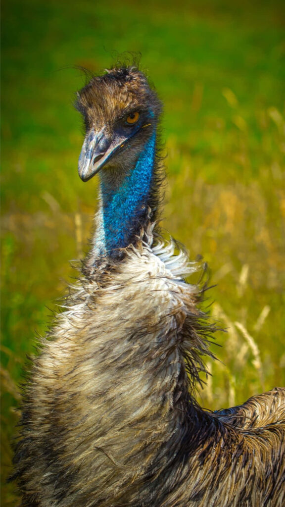 Close-up emu portrait with vibrant blue neck and textured brown feathers in natural habitat Wallpaper