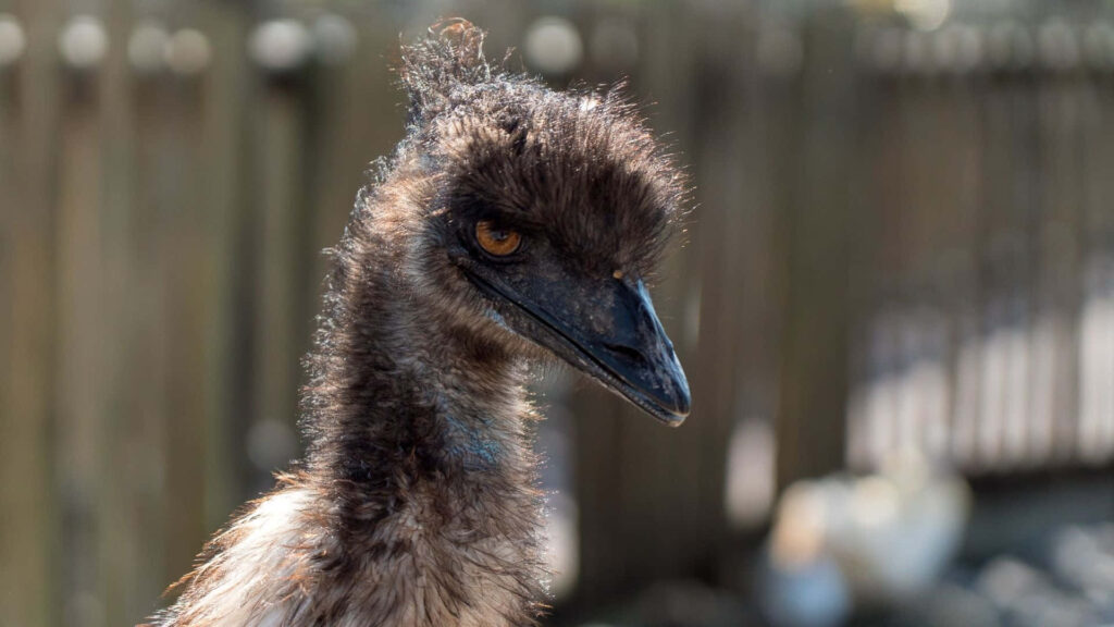 Close-up portrait of emu with textured feathers sharp beak and intense amber eye in sunlight Wallpaper
