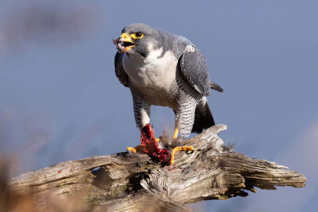 Falcon with vivid yellow eyes and sharp talons feeding on rugged tree branch against blue sky Wallpaper