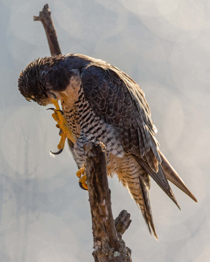 Falcon perched on tree branch sharp talons detailed feathers natural light blurred background wallpaper